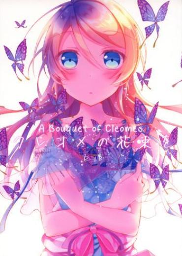 Jerk Off Cleome No Hanataba O | A Bouquet Of Cleomes – Love Live