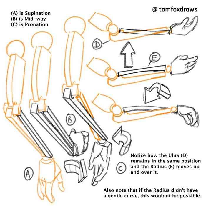 Best Blowjobs Tomfox Draws  Girl